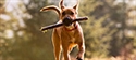 Cani pericolosi polizza obbligatoria
