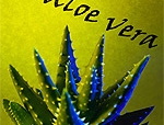 Aloe vera