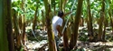 Altroconsumo al World banana forum