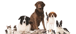 Hai animali domestici? A tutti i tuoi dubbi risponde l'esperto legale