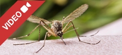 Prodotti anti-zanzare: quali sono i più efficaci?