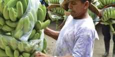 Dietro la produzione di banane