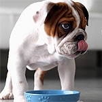 Cibo per cani: crocchette e bocconcini a confronto