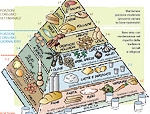La piramide della dieta mediterranea: come mangiare per restare in salute