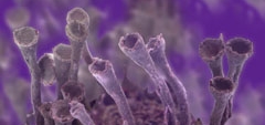 Quel virus è un camaleonte