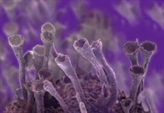 Quel virus è un camaleonte