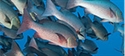 Filetti di pesce: non è quello che ti aspetti